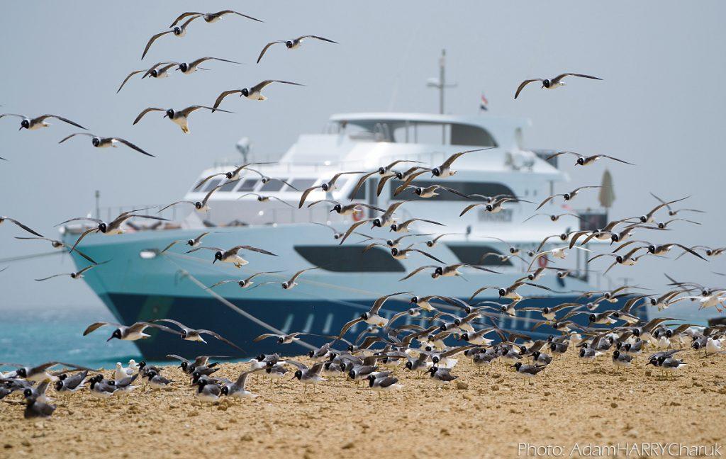 seagulls kite cruise Egypt